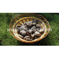 Dried Smooth Shiitake Mushroom with Good Price